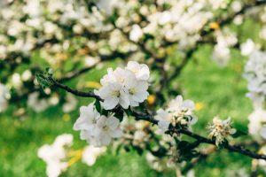 white cherry blossom in close up photography